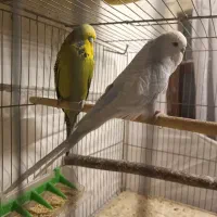 مرغ عشق انگلیسی و طوطی برزیلی مولد|پرنده|کرج, اسدآباد|دیوار