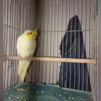 عروس هلندی با قفس ۴۰۰