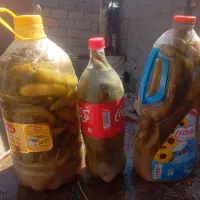 خیار شور