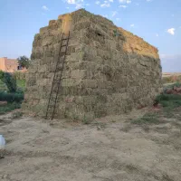 یونجه