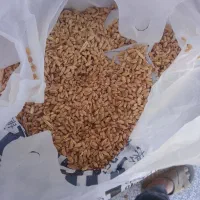 گندم