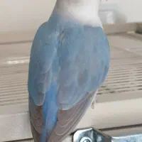 طوطی برزیلی نر بالغ
