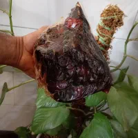خوردنی