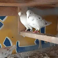 دو جفت کفتر اس پرشی خال قدیم|پرنده|گرگان, |دیوار