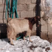 بزچاق جوان  شش نهصد|حیوانات مزرعه|تایباد, |دیوار