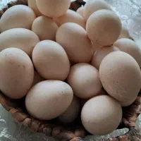 تخم اردک اسرائیلی و تخم مرغ