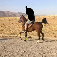 مادیان دره شور درجه یک|اسب و تجهیزات اسبسواری|نهاوند, |دیوار