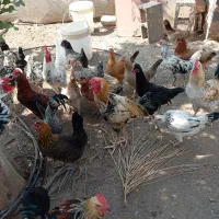 تخم مرغ نطفه دار محلی در رودان|حیوانات مزرعه|رودان, |دیوار