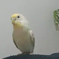 مرغ عشق رنگین کمانی