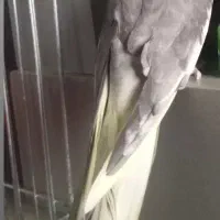 گمشده