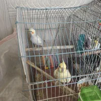 عروس هلندی