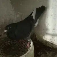 کبوتر ۶۰۰ نشسته با مدرک