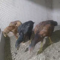 جوجه لاری
