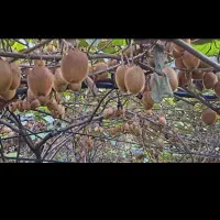 کیوی درشت و ریز و دوقلوی شمارانقدی خریداریم|خدمات باغبانی و درختکاری|چوبر, |دیوار