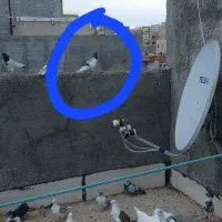 کبوتر|پرنده|اردبیل, |دیوار