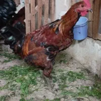دوتا خروس سرحال مفت
