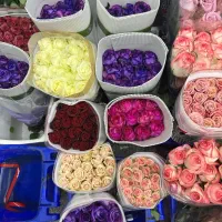فروش عمده گل عروس و رز هلندی مستقیم از گلخانه