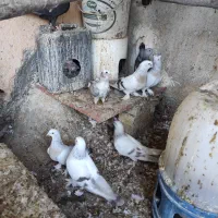 فروش تعدادی کبوتر
