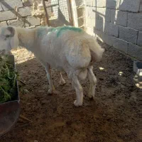 بره فروشی