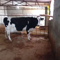 گوساله و گاو شیری|حیوانات مزرعه|آشخانه, |دیوار