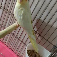 عروس هلندی ماده|پرنده|سنقر, |دیوار