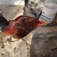 فروش تعدادی مرغ و خروس|حیوانات مزرعه|شهریار, شهریار|دیوار