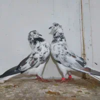 یک جفت چلچله (دسپرقوچی،بوربوری) تخت دم سفید