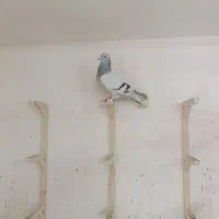 ماده بهبهانی