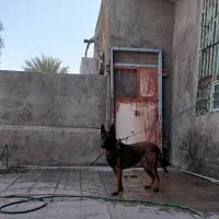 سگ مالینویز|سگ|جیرفت, |دیوار