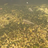 انواع تترا، میگو|ماهی|دوگنبدان, |دیوار