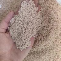 برنج چمپا بیدله