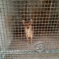 اشپیتز روباهی،ماده۷ماهه.معاوضه هم میکنم