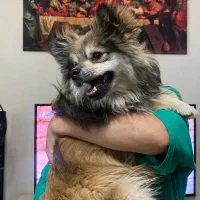 پامرین شیطون|سگ|مشهد, طبرسی شمالی|دیوار