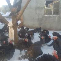 بوقلمون برنز|حیوانات مزرعه|سارال, |دیوار