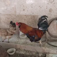 خروس رسمی چهل تاج