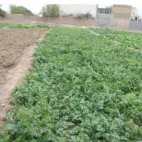 کارگر کشاورزی