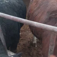 گوساله نر چاق|حیوانات مزرعه|ساوه, |دیوار