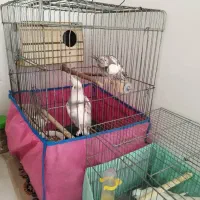 یک جفت عروس هلندی با جوجه