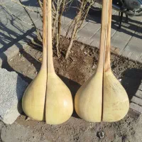 فرصت ویژه *خرید گیتار و دوتار*