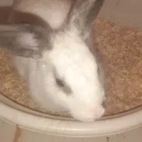 خرگوش