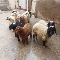 بره یاگوسفند|حیوانات مزرعه|اهواز, منازل کارون|دیوار