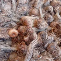 پیاز زعفران ۵۰ مخصوص خطا کاری|خدمات باغبانی و درختکاری|تربت‌حیدریه, حیدرآباد|دیوار