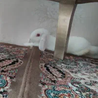 واگذاری خرگوش