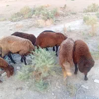 تعدادی بره نر پرواری بدون شکم ودنبه وجو خوار|حیوانات مزرعه|گنبد کاووس, |دیوار