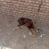 سگ دوبرمن اصیل