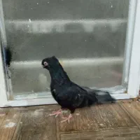 زاغ ماده|پرنده|جیرفت, |دیوار