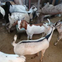 کهره نر و بره غوچ