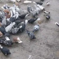 حدود صدوده عدد رنگی پرشی