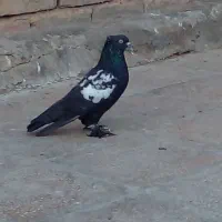 طوقی آبی پرشی|پرنده|قم, شهرک سازمان آب|دیوار