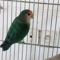 نروایت